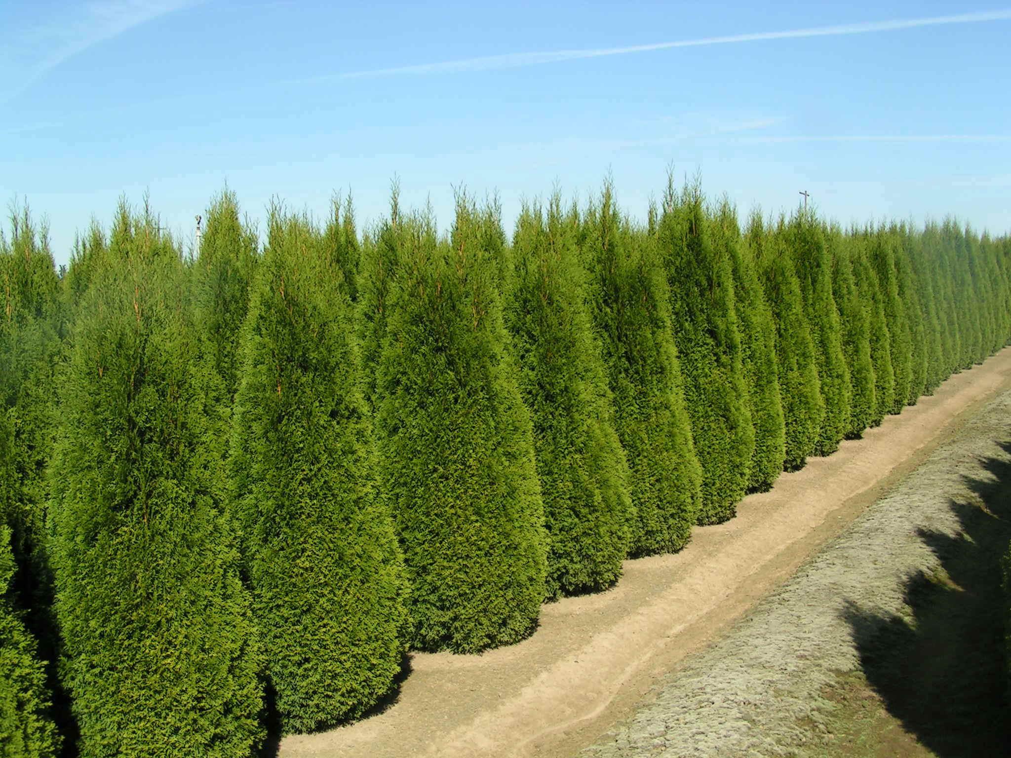 Thuja occidentalis 'Smaragd'
